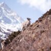 Nepal, fotokunst veggbilde / plakat av Henning Mella