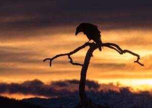 Ravn som sitter på en gren i tåke, fotokunst veggbilde / plakat av Kristoffer Vangen