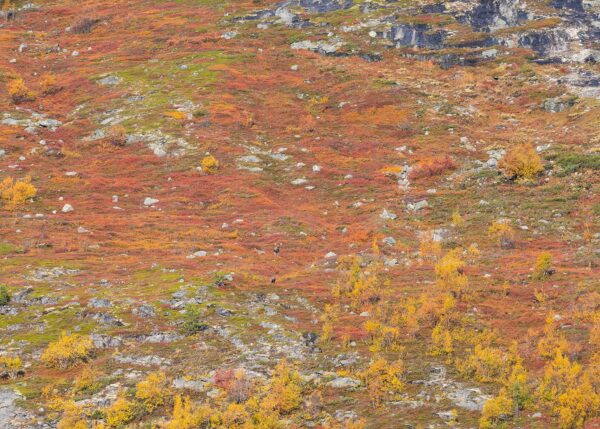 Elgfamilie i fargesprakende høstfjell, fotokunst veggbilde / plakat av Kjell Erik Moseid