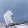 Fjellrev poserer i lette snødryss mot en mørk bakgrunn., fotokunst veggbilde / plakat av Kjell Erik Moseid