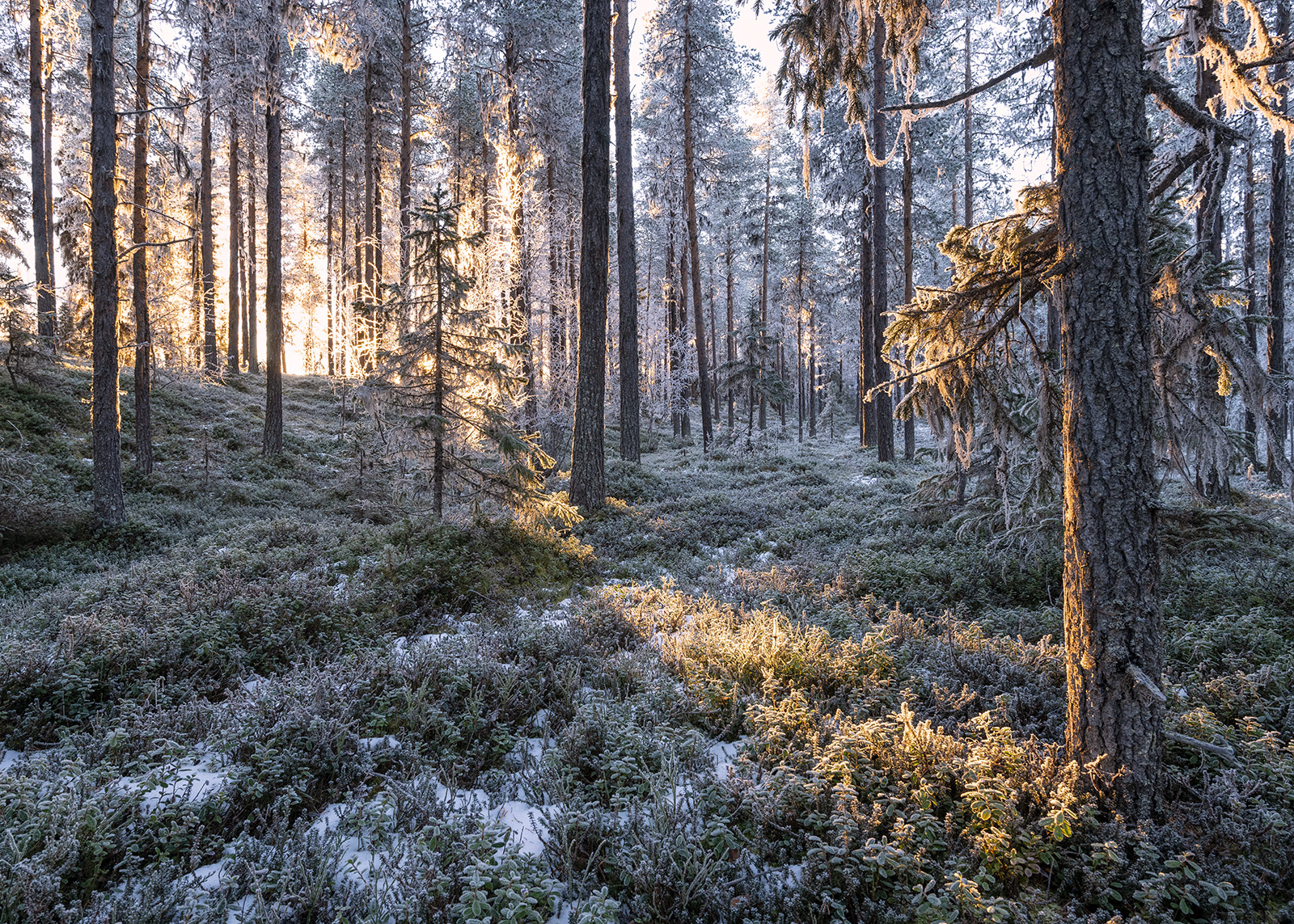 solen skinner gjennom trærne i skogen.