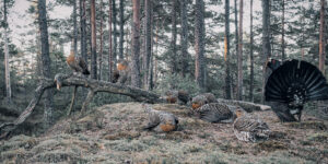 En tiur på tiuirleik omgitt av flere røyer ., fotokunst veggbilde / plakat av Kjell Erik Moseid