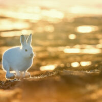 Hare i firsprang mot fotografen. Motlys., fotokunst veggbilde / plakat av Kjell Erik Moseid