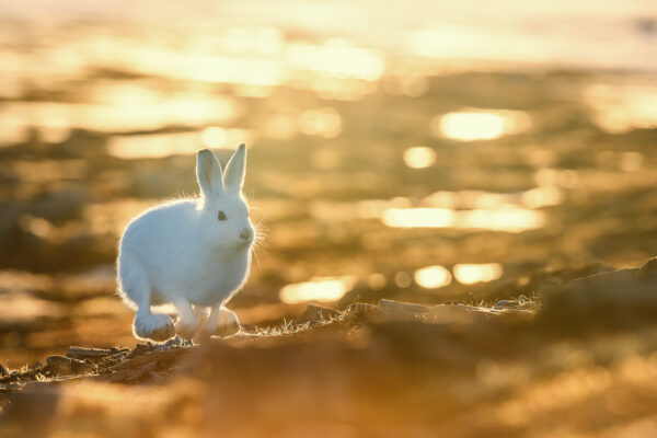 Hare i firsprang mot fotografen. Motlys., fotokunst veggbilde / plakat av Kjell Erik Moseid