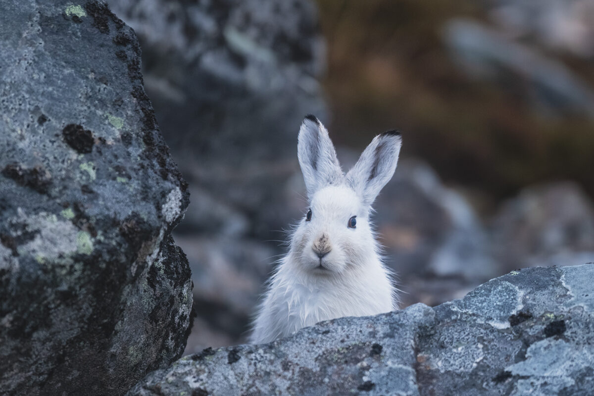 Hvit hare i mørk steinur, fotokunst veggbilde / plakat av Kjell Erik Moseid