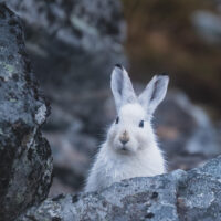 Hvit hare i mørk steinur, fotokunst veggbilde / plakat av Kjell Erik Moseid