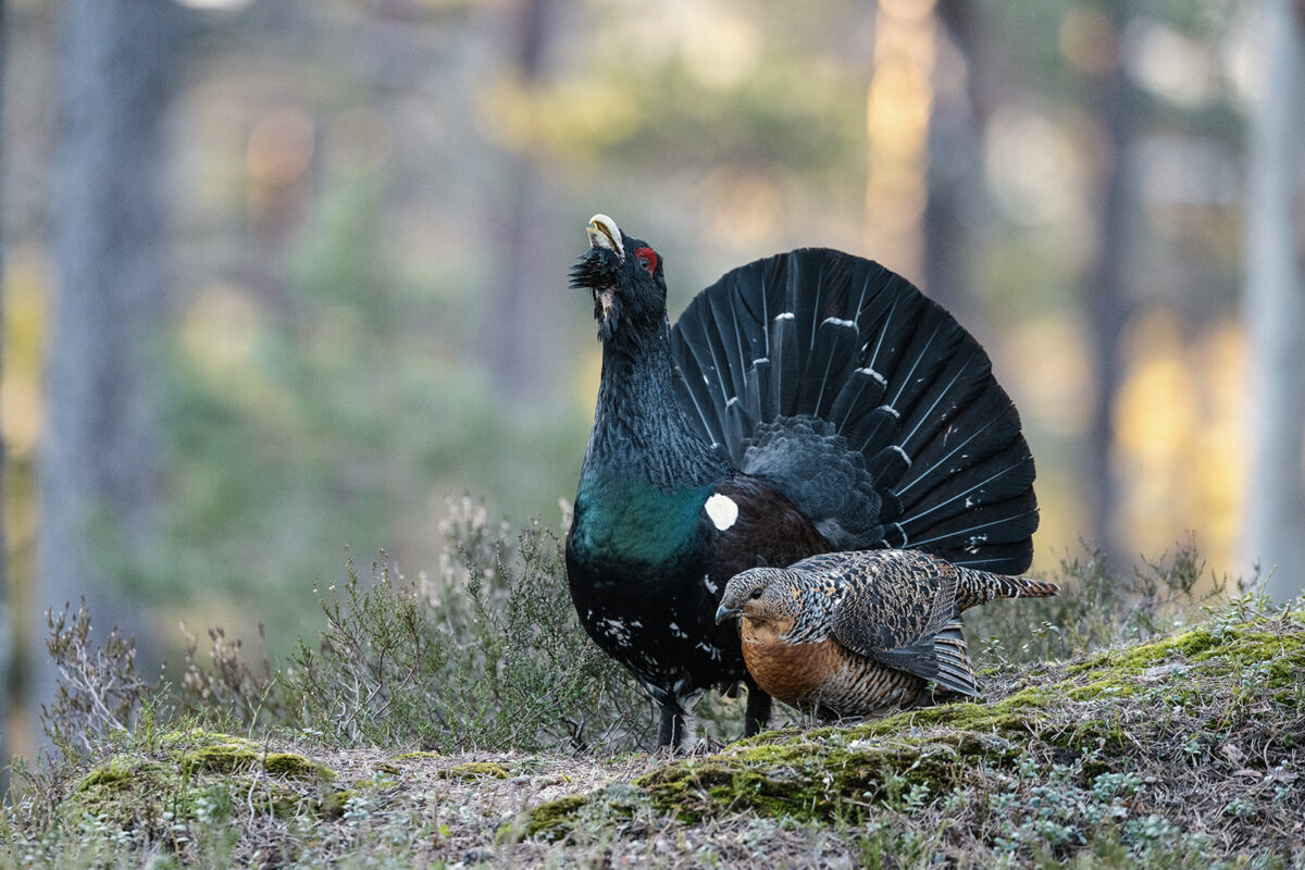 Portrett av tiur og røy i praktdrakt på tiureleik, fotokunst veggbilde / plakat av Kjell Erik Moseid