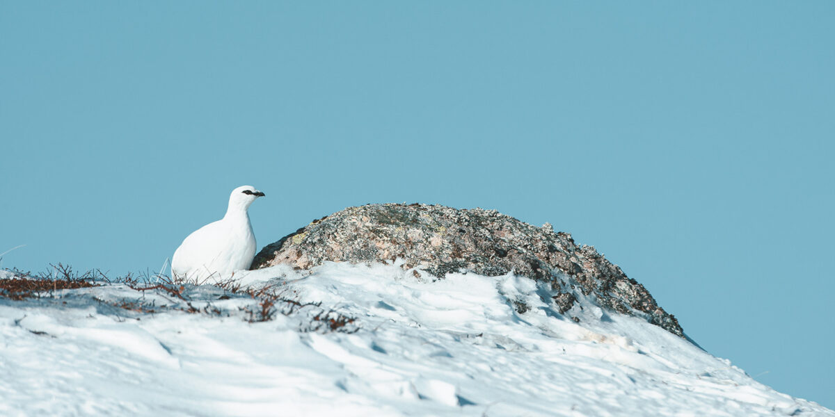 En fjellrypestegg i vinterdrakt soler seg på en avblåst rabbe mot blå himmel., fotokunst veggbilde / plakat av Kjell Erik Moseid