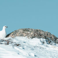 En fjellrypestegg i vinterdrakt soler seg på en avblåst rabbe mot blå himmel., fotokunst veggbilde / plakat av Kjell Erik Moseid