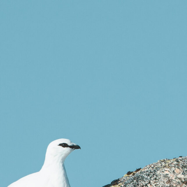 En fjellrypestegg i vinterdrakt soler seg på en avblåst rabbe mot blå himmel., fotokunst veggbilde / plakat av Kjell Erik Moseid