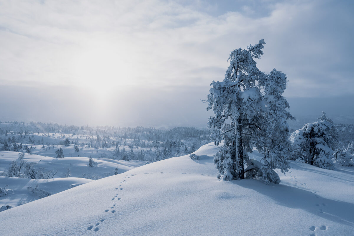 Harespor i snøtung fjellskog, fotokunst veggbilde / plakat av Kjell Erik Moseid