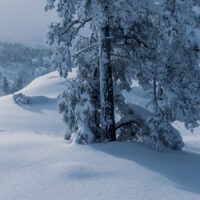 Harespor i snøtung fjellskog, fotokunst veggbilde / plakat av Kjell Erik Moseid