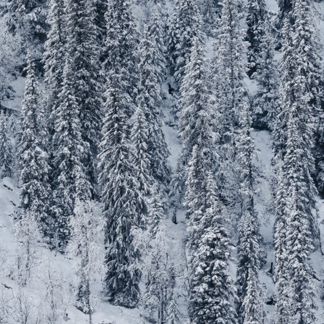 Den første snøen i gammel fjellskog, fotokunst veggbilde / plakat av Kjell Erik Moseid