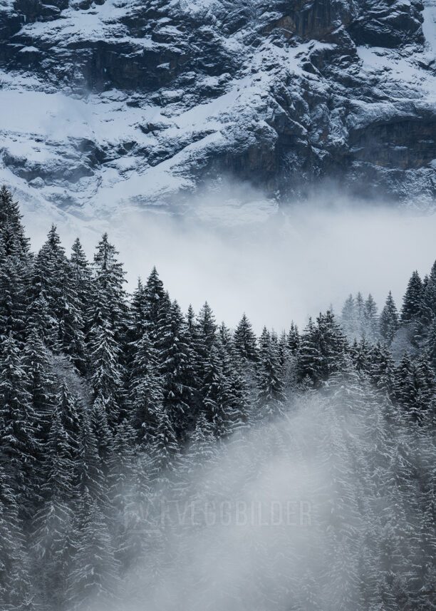 Trær og fjell i tåke, fotokunst veggbilde / plakat av Kristoffer Vangen