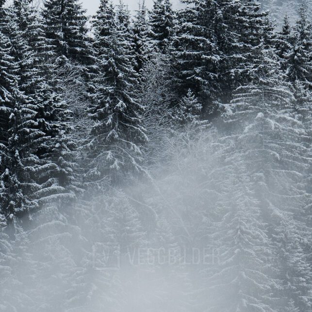 Trær og fjell i tåke, fotokunst veggbilde / plakat av Kristoffer Vangen