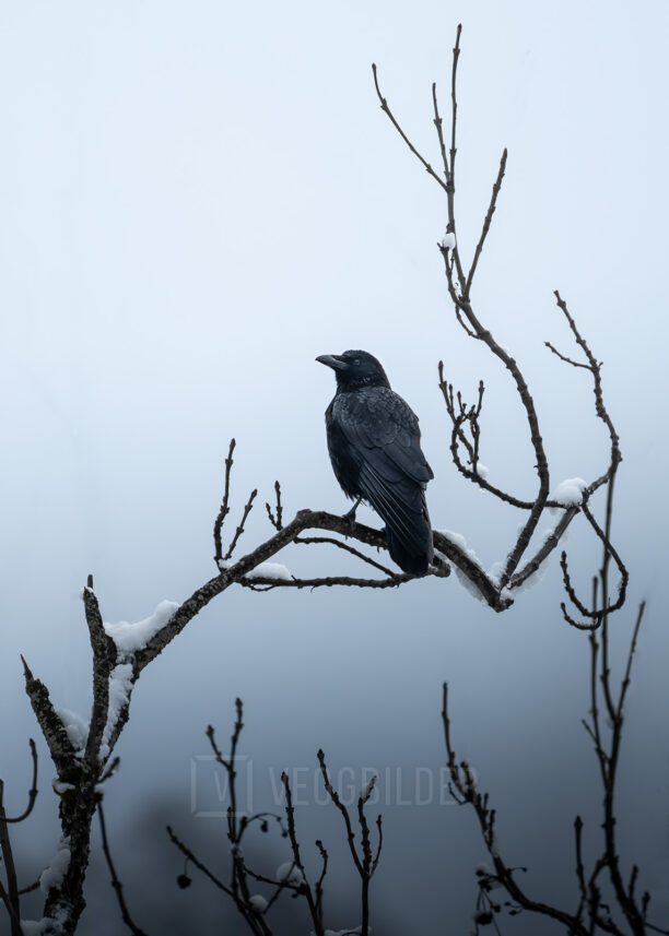 Ravn som sitter på en gren i tåke, fotokunst veggbilde / plakat av Kristoffer Vangen