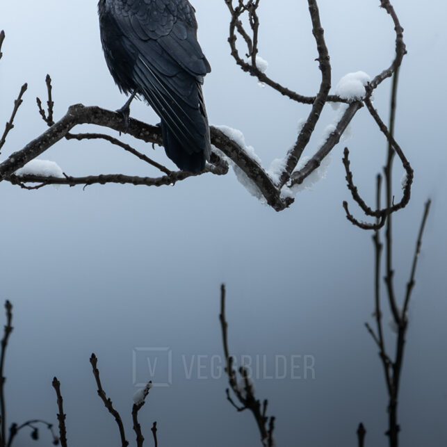 Ravn som sitter på en gren i tåke, fotokunst veggbilde / plakat av Kristoffer Vangen