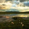 Sauer i solnedgang, fotokunst veggbilde / plakat av Peder Aaserud Eikeland