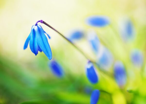 Scilla Sibirica blomster IV, fotokunst veggbilde / plakat av Peder Aaserud Eikeland