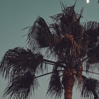 Månelys over palmer, fotokunst veggbilde / plakat av Peder Aaserud Eikeland