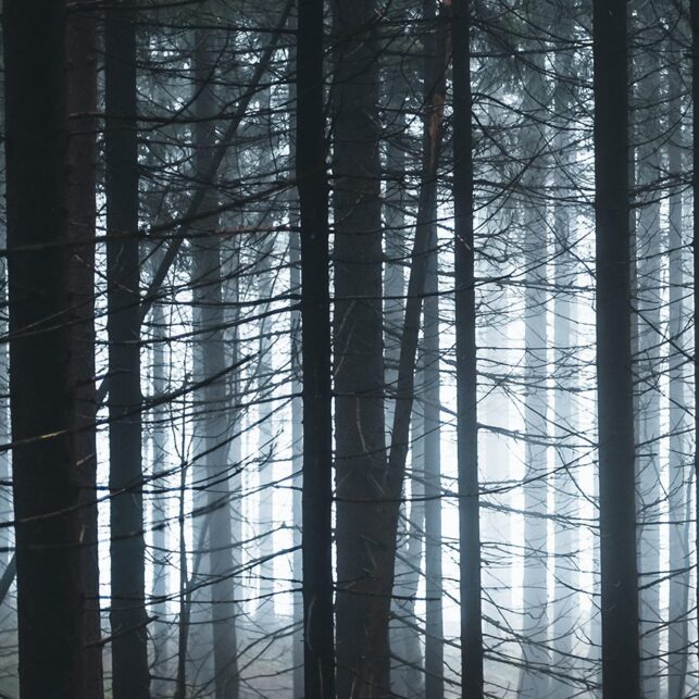 Tåkefull, mørk skog, fotokunst veggbilde / plakat av Tor Arne Hotvedt