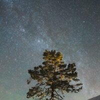 Et tre under stjernehimmelen, fotokunst veggbilde / plakat av Tor Arne Hotvedt