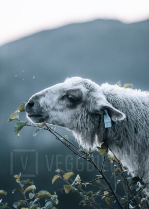 Sau på Lifjell, fotokunst veggbilde / plakat av Tor Arne Hotvedt