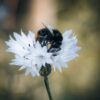 Makrobilde av en humle på blomst, fotokunst veggbilde / plakat av Tor Arne Hotvedt