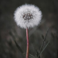 Makrobilde av vårblomsten løvetann, fotokunst veggbilde / plakat av Tor Arne Hotvedt