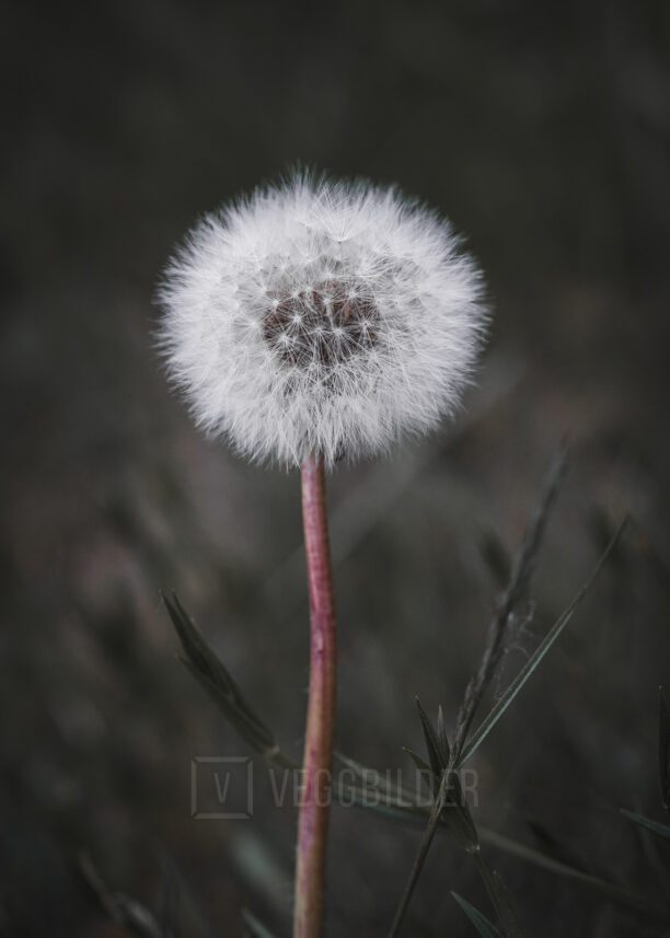 Makrobilde av vårblomsten løvetann, fotokunst veggbilde / plakat av Tor Arne Hotvedt