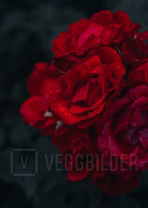 Makrobilde av røde roser, fotokunst veggbilde / plakat av Tor Arne Hotvedt