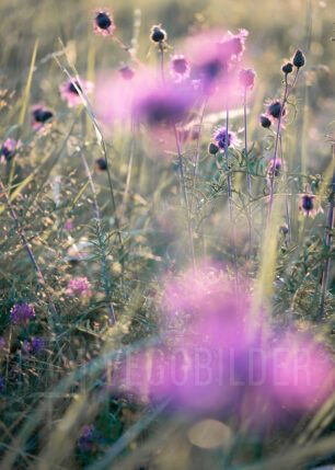 Stemningsbilde av sommerblomster, fotokunst veggbilde / plakat av Tor Arne Hotvedt