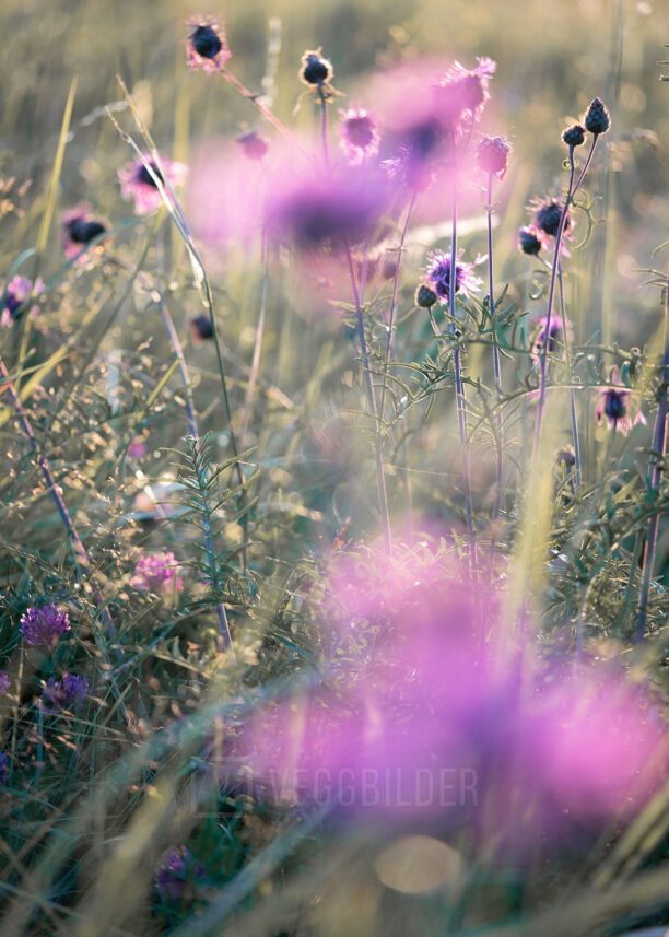 Stemningsbilde av sommerblomster, fotokunst veggbilde / plakat av Tor Arne Hotvedt