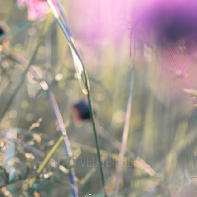 Stemningsbilde av sommerblomster, fotokunst veggbilde / plakat av Tor Arne Hotvedt