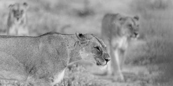 Løver på jakt, fotokunst veggbilde / plakat av Terje Kolaas