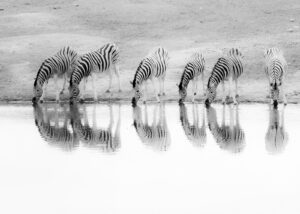 Elefantfamilie - mor og barn - på savannen i Masai Mara, fotokunst veggbilde / plakat av Erling Maartmann-Moe