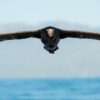 Flygende gigant - kjempepetrell, fotokunst veggbilde / plakat av Terje Kolaas