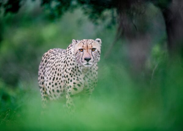 Gepard på jakt, fotokunst veggbilde / plakat av Terje Kolaas