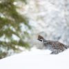 Jerpehann i snø II, fotokunst veggbilde / plakat av Terje Kolaas