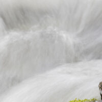 Fossekall i stri elv I, fotokunst veggbilde / plakat av Terje Kolaas