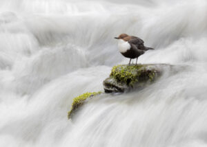 Innover Hjørundfjorden, Ørsta, fotokunst veggbilde / plakat av Erling Maartmann-Moe